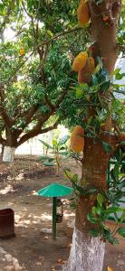Corbett Nature Retreat外面的花园