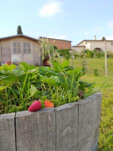 A garden outside Agriturismo Villa Adimari
