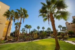 a group of palm trees in a park at Grupotel Monte Feliz in San Agustin