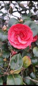 una rosa roja con hojas verdes en un árbol en Vivienda vacacional Las Viñas en Oviedo