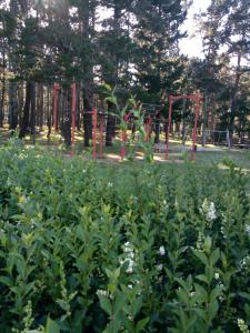 A garden outside boiro playa barraña