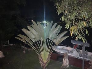 a palm tree at night with a boat in the background at River Bend Resort Bze in Belize City