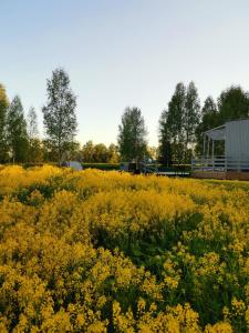 un campo de flores amarillas con un edificio al fondo en Dabas Osta, en Jūdaži