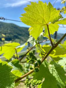 a bunch of green grapes on a plant at Ferienwohnung auf der Moselhöhe - Nähe Koblenz und Cochem in Dieblich