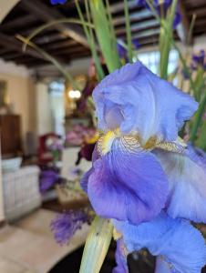 DIMORA MARELLA Patrica - Frosinone في Patrica: قريب من زهرة زرقاء في الغرفة