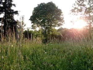 um campo de relva alta com uma árvore ao fundo em 400 Éves Ház Vendégház em Kőszegszerdahely