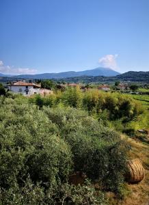 a field of bushes with a mountain in the background at Appartamenti Bellini in Bardolino