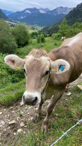 una vaca marrón parada en un campo de hierba en Sunrise Belvedere Pfronten, en Pfronten