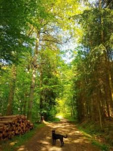 a black dog walking down a dirt road in a forest at Eversberg nahe Meschede in Meschede