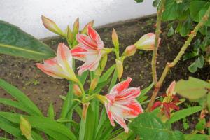 Dimora d'Estate (Sicilian Holidays)外面的花园