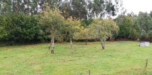 een veld met bomen in het midden van een veld bij Casa Herbellas in Cedeira