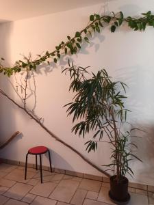 a chair and a plant against a wall at Tête d'Or Forest in Villeurbanne