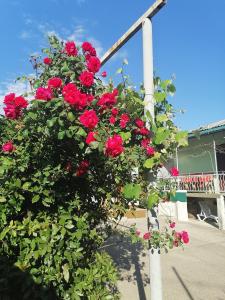 una cesta de rosas rojas colgando de un poste en Дом под ключ, en Gagra