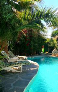 - une piscine avec des chaises longues et un palmier dans l'établissement Cortijo Paraiso, à Cúllar de Baza