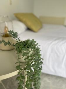 roślina doniczkowa siedząca na stole obok łóżka w obiekcie El Lago w mieście Cervera de Buitrago