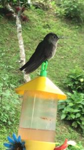 um pássaro preto empoleirado em cima de um alimentador de aves em Tabarka Lodge em Nova Friburgo