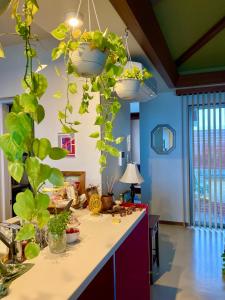 una cucina con piante in vaso appese al soffitto di 読谷目黒や a Jima