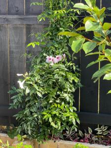 una planta con una flor rosa sobre una valla en Auckland Cornwall Park holiday Home, en Auckland