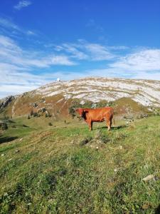a brown cow standing on a hill in a field at Cahute de montagne pour profiter du Haut Jura in Prémanon