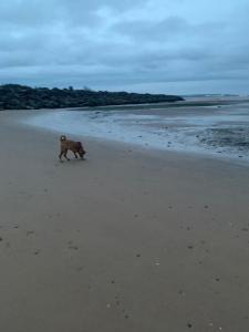 a dog running on a beach near the ocean at The Trailer By The Sea in Millom