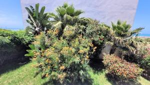 a garden with palm trees and flowers in front of a building at Maison de la Lagune in Oualidia