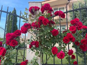 Une bande de roses rouges suspendues à une clôture dans l'établissement Villa Mia, à Sozopol