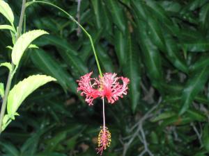 Φωτογραφία από το άλμπουμ του Hotel Jardín Concha σε Valle Gran Rey +19 φωτογραφίες