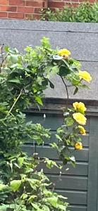 Une brousse avec des fleurs jaunes à côté d'un bâtiment dans l'établissement Brackenberry, à Belfast