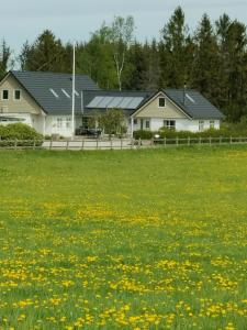 Rosengård في Hammel: حقل من الزهور أمام المنزل