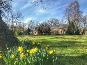 un champ de daffodils devant une maison dans l'établissement Logement de charme calme assuré, à Rieux