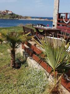 um jardim com palmeiras e um banco junto à água em VIP em Ahtopol