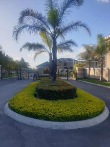 a palm tree in a circle in the middle of a street at 2Bedroom Luxury hotel apartment Fourways in Johannesburg