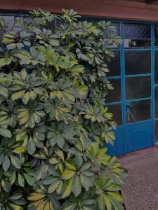 a large green bush next to a building with a blue door at Casa de Huéspedes La Escondida in Yerba Buena