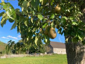 an apple tree with lots of green fruit on it at Gut Kalkhäuschen, ein Ort mit Geschichte in Aachen