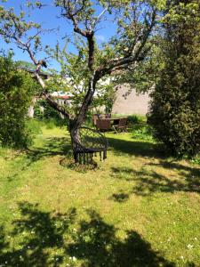 Zahrada ubytování Villa Verdi