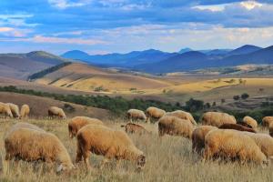 a herd of sheep grazing in a field of grass at Casper Brvnara in Zlatibor