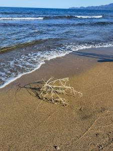 un ramo che giace sulla sabbia della spiaggia di La Corte degli Ulivi - Albergo Rurale a Tresnuraghes