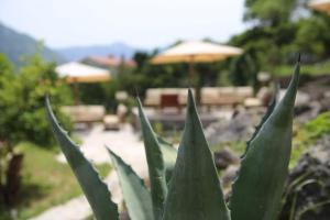 una pianta verde in un giardino con ombrello di Hotel Lavanda a Donja Kostanjica