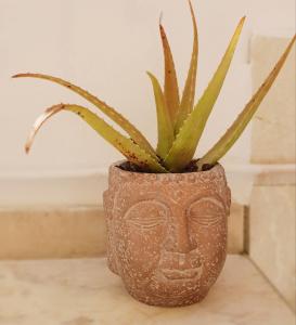 Una planta en un jarrón con una cara. en Estrelinha da Fuzeta, en Fuseta 36 fotos más