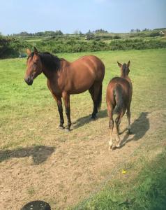 Altri animali domestici presso il bed & breakfast o nei dintorni