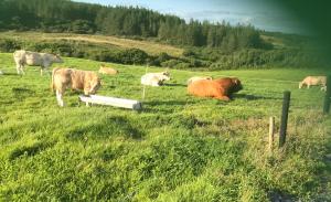 Altri animali domestici presso il bed & breakfast o nei dintorni