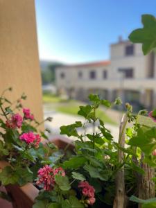 un balcón con flores rosas y un edificio en el fondo en La casa di Camilla en Cannigione
