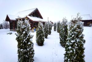 ブランにあるLa Casute Branの雪に覆われたクリスマス並木