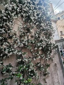 Fotografie z fotogalerie ubytování Le camelie v destinaci Altamura
