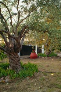 Zahrada ubytování Βίλλα Φανούλα Villa Fanoula