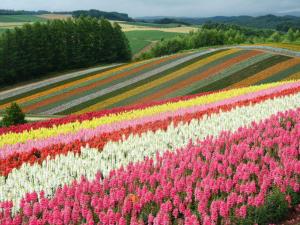 un campo de flores de colores en un campo en 旭川貸切一軒家プラスティ en Asahikawa