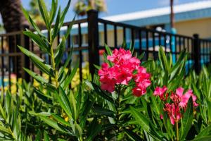 a bush of pink flowers in front of a fence at Garnet Inn & Suites, Orlando in Orlando
