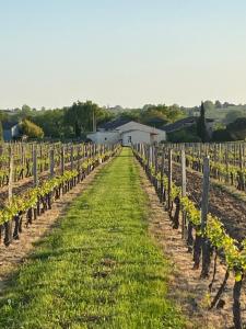 une rangée de vignes dans un vignoble dans l'établissement M de Maumey, à Sainte-Radegonde