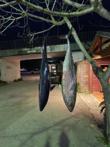 two bags hanging from a tree branch at night at House ThoNi in Gornji Štoj