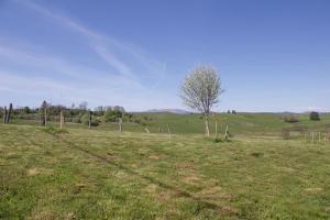 a field with a tree in the middle of a field at Chez de Vergne in Chanterelle